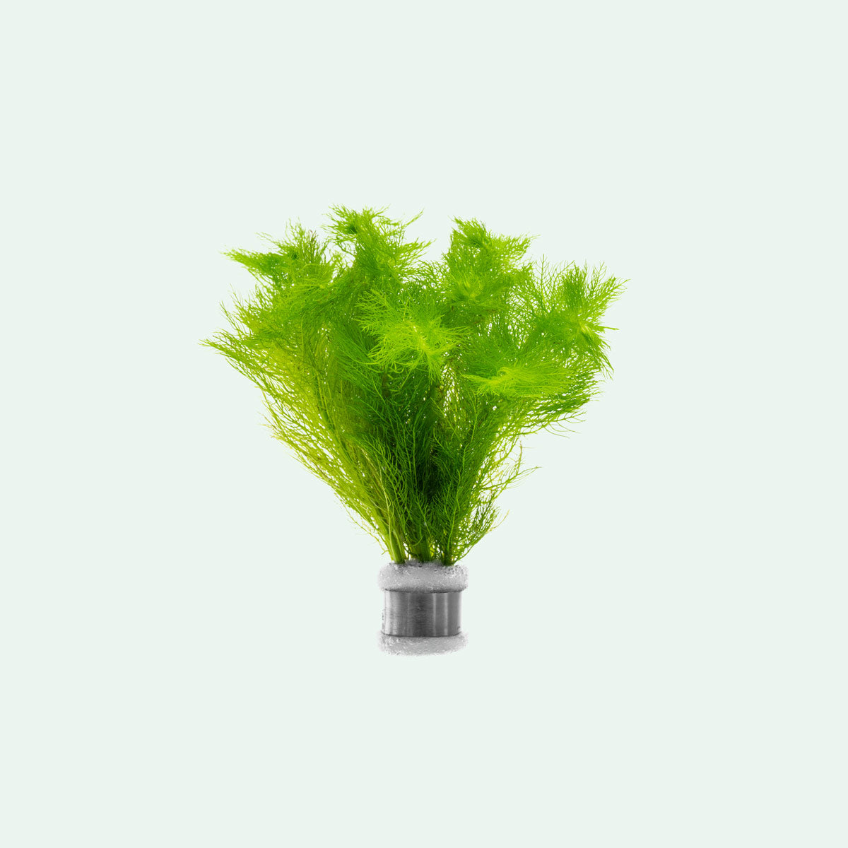 Myrio green aquarium aquatic stem plant