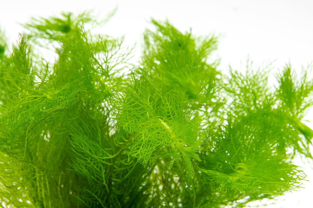 Myrio green aquarium aquatic stem plant