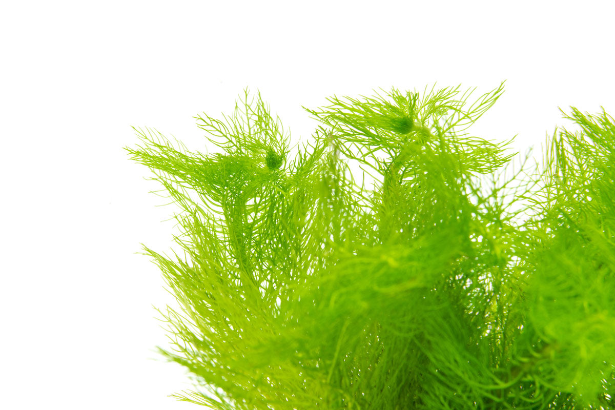 Myrio green aquarium aquatic stem plant