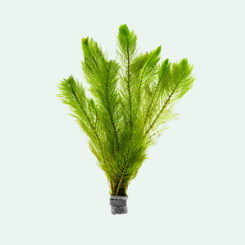 Myriophyllum Tetrandrum - Glass Aqua