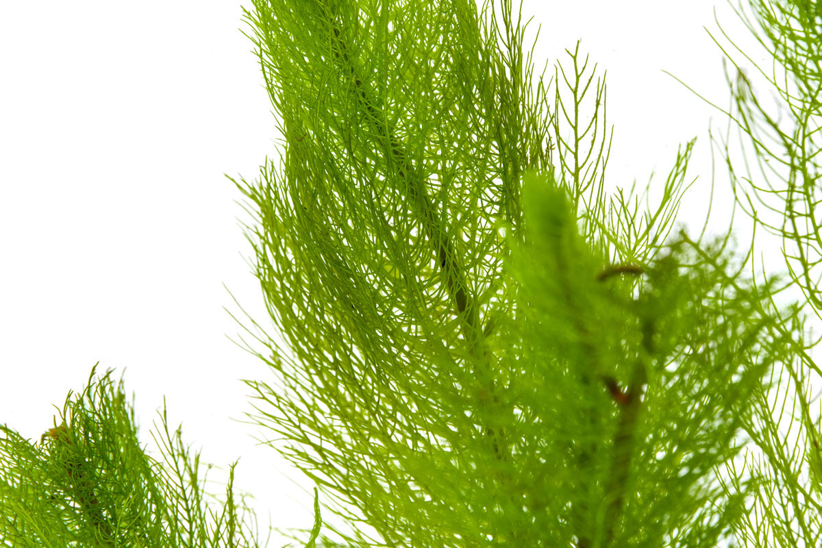 Myriophyllum Tetrandrum - Glass Aqua