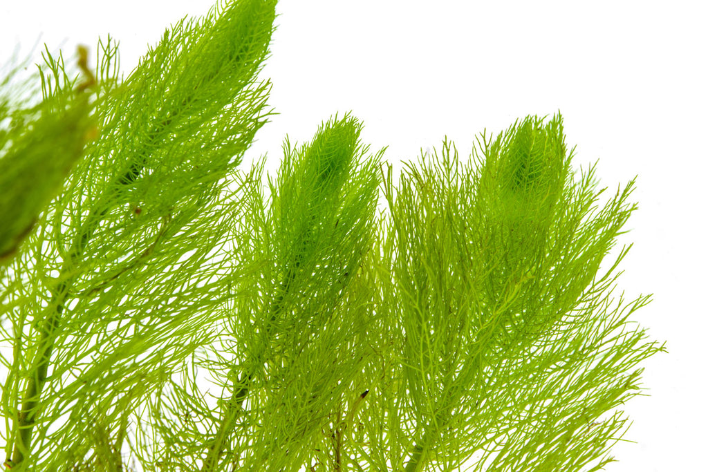 Myriophyllum Tetrandrum - Glass Aqua