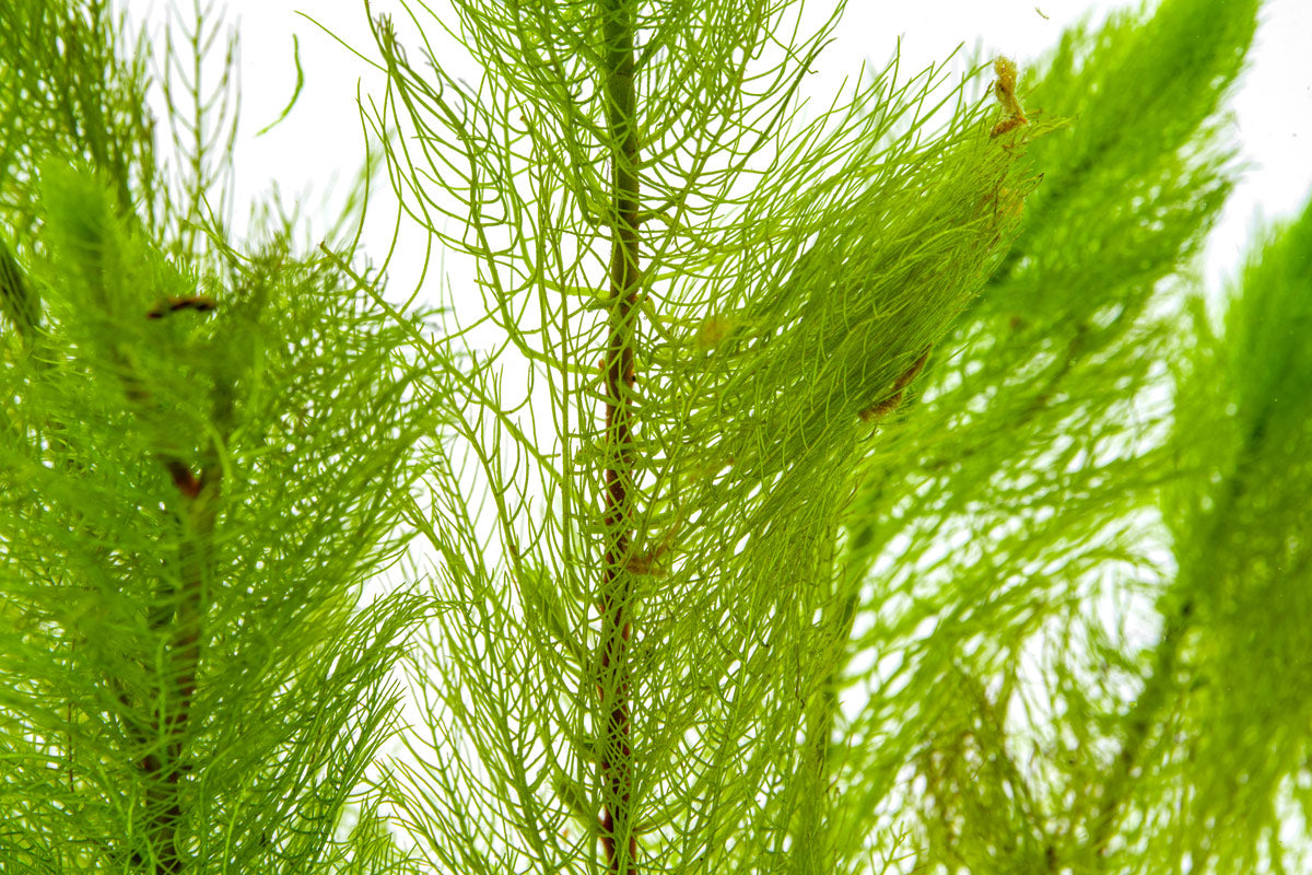 Myriophyllum Tetrandrum - Glass Aqua