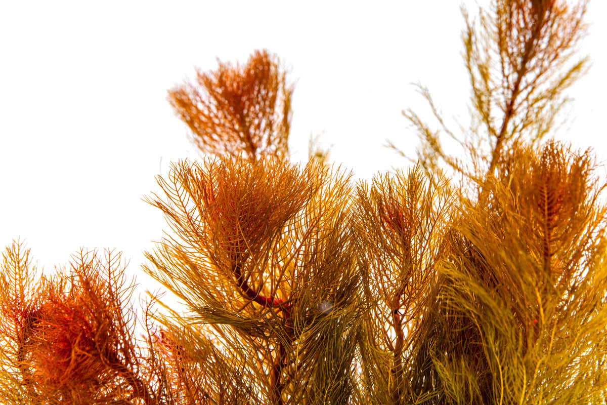 Myriophyllum Tuberculatum Red Live Aquarium Plant