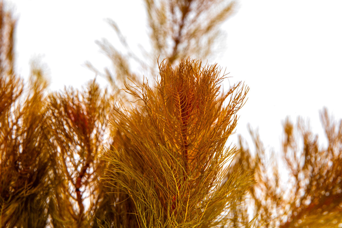 Myriophyllum Tuberculatum Red Live Aquarium Plant