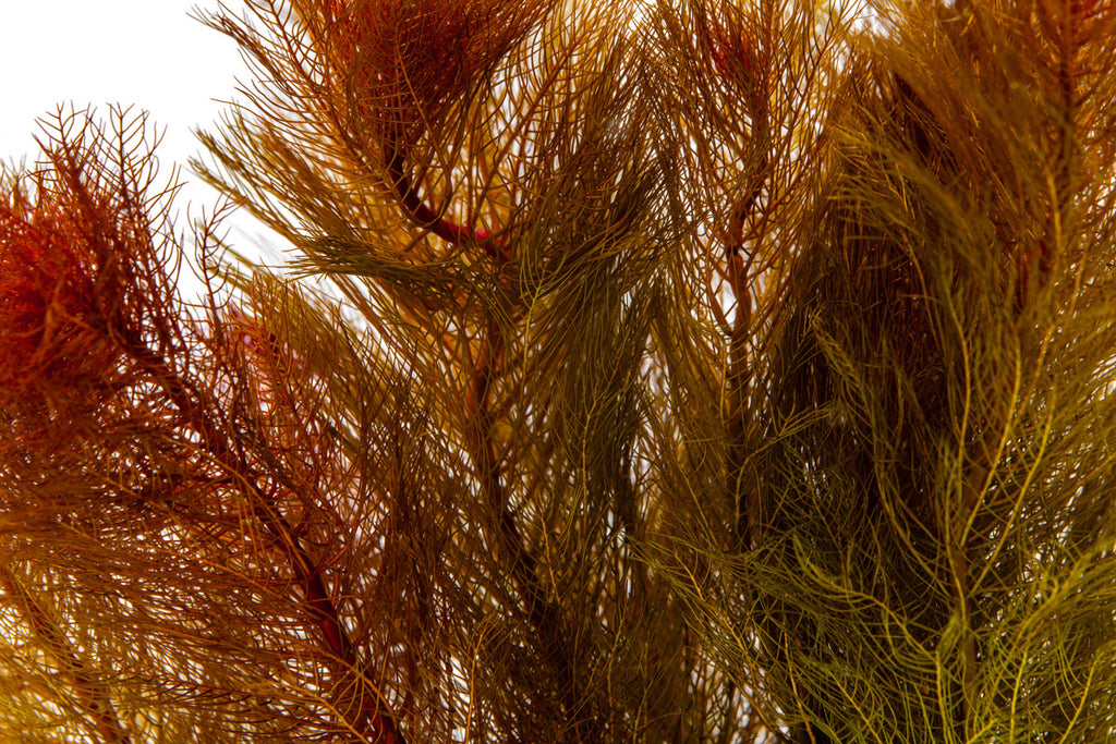 Myriophyllum Tuberculatum Red Live Aquarium Plant
