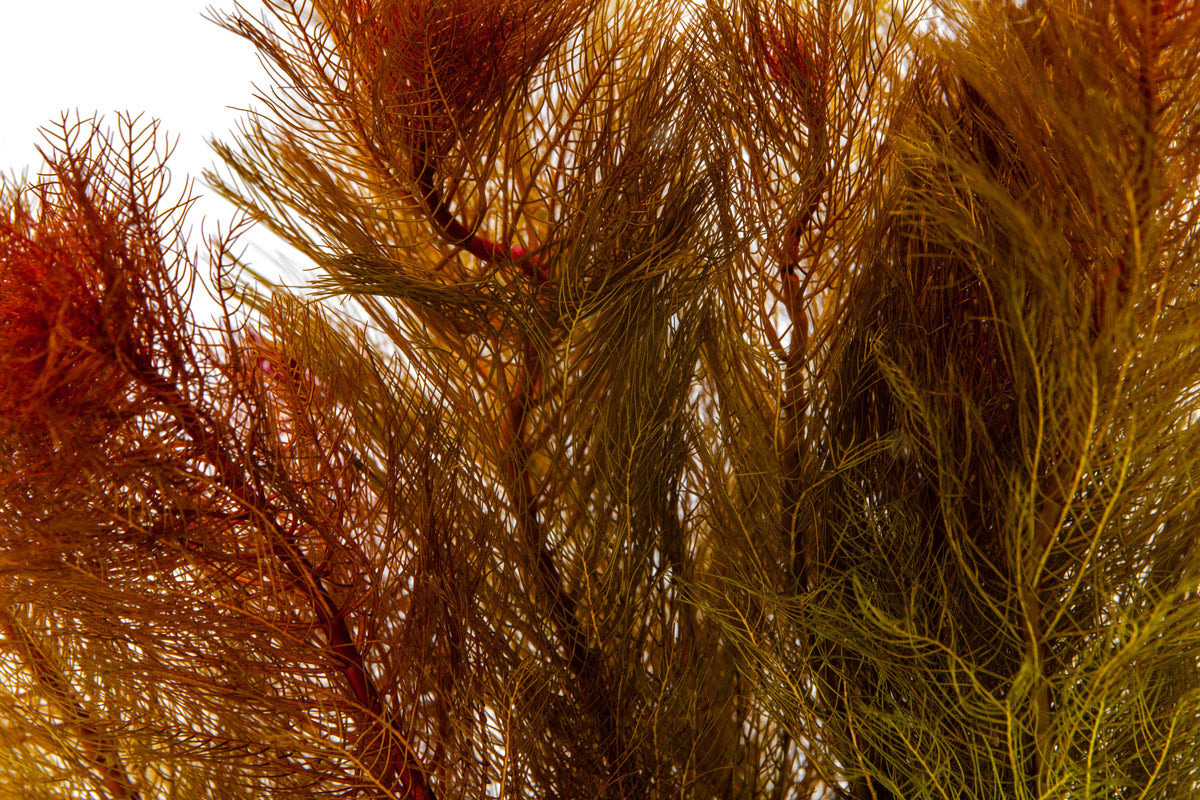 Myriophyllum Tuberculatum Red Live Aquarium Plant