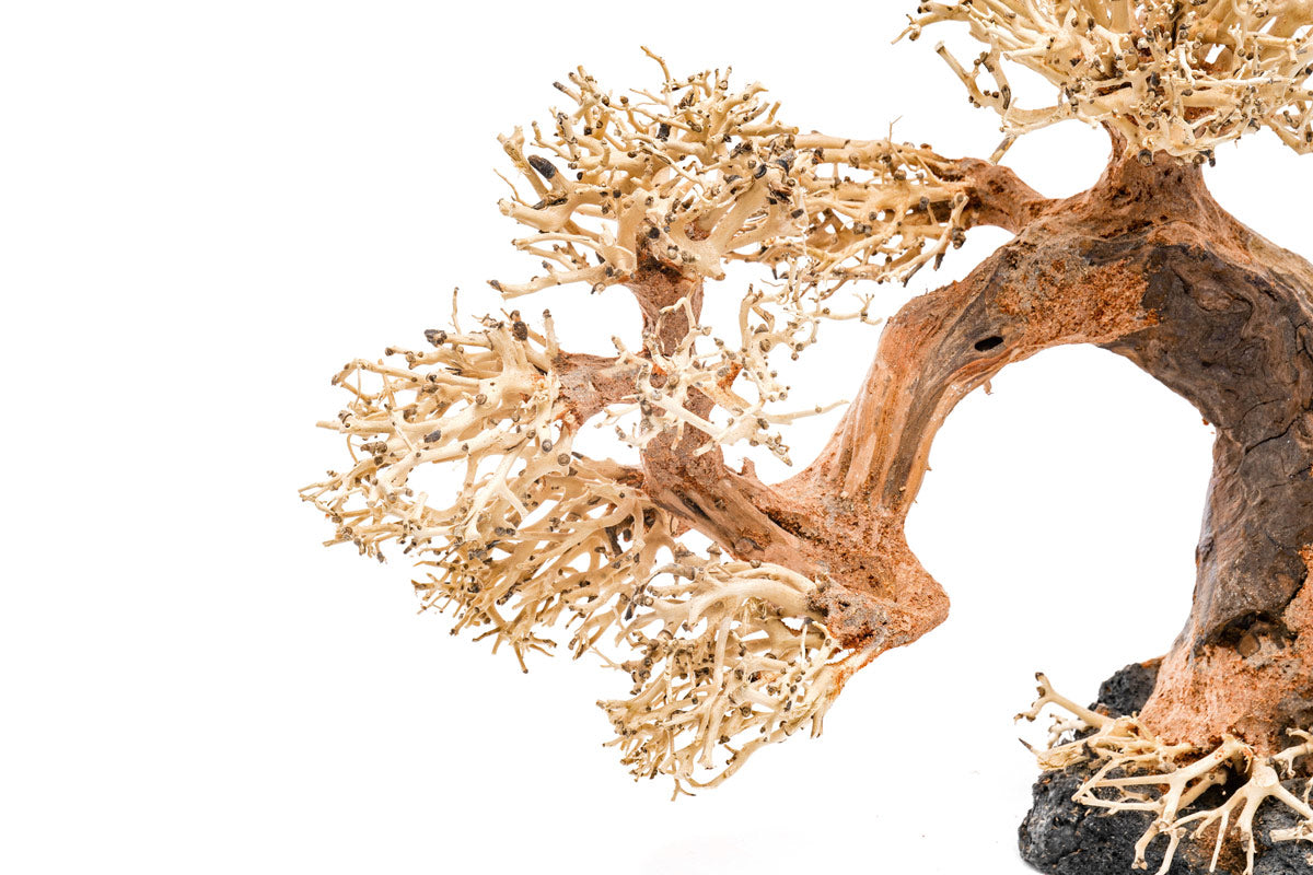 Ultum Nature Systems UNS Bonsai Tree Driftwood Aquarium Hardscape Wood 006