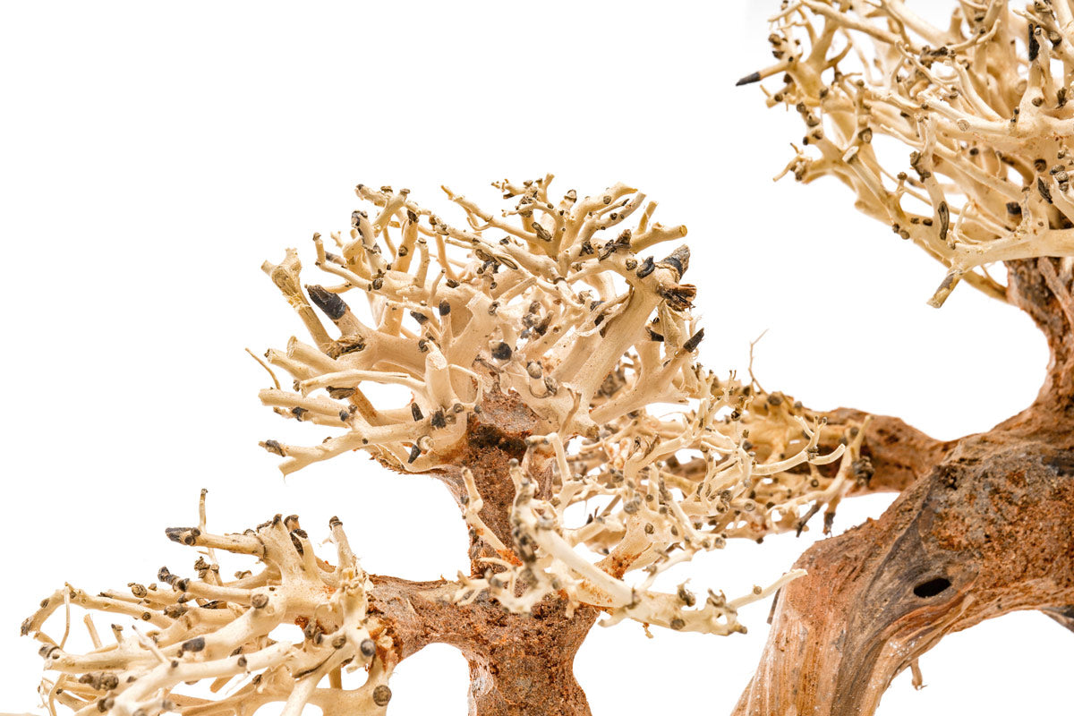 Ultum Nature Systems UNS Bonsai Tree Driftwood Aquarium Hardscape Wood 006