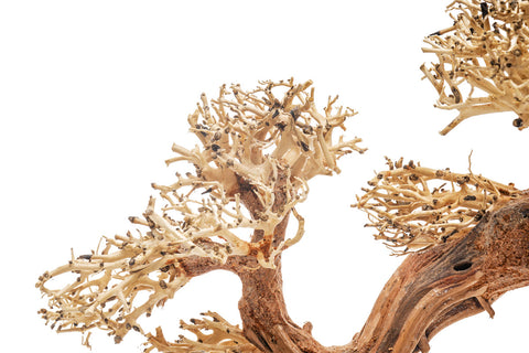 Ultum Nature Systems UNS Bonsai Tree Driftwood Aquarium Hardscape Wood 006