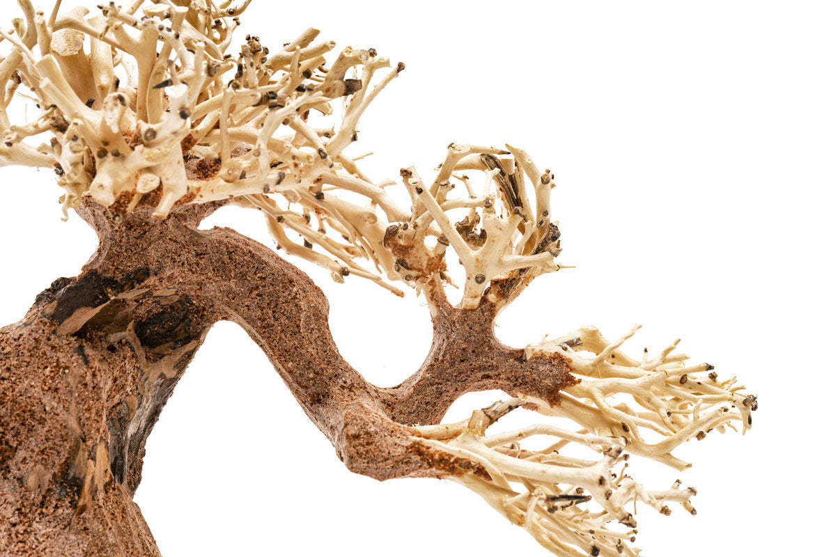 Ultum Nature Systems UNS Bonsai Tree Driftwood Aquarium Hardscape Wood 006