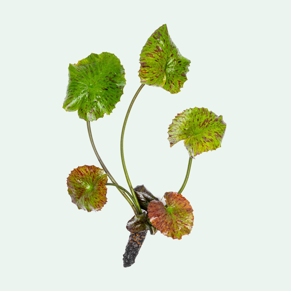 Nymphaea Zenkeri Red Tiger Lotus | Shop Healthy Live Aquarium Plants