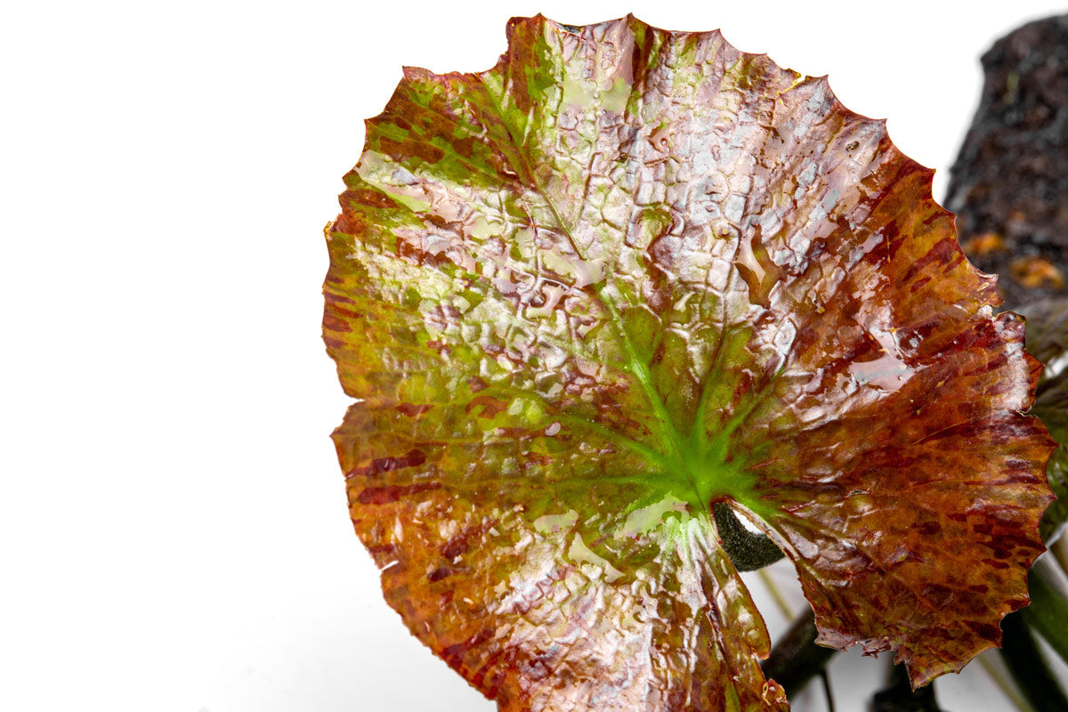 Nymphaea Zenkeri Red Tiger Lotus | Shop Healthy Live Aquarium Plants