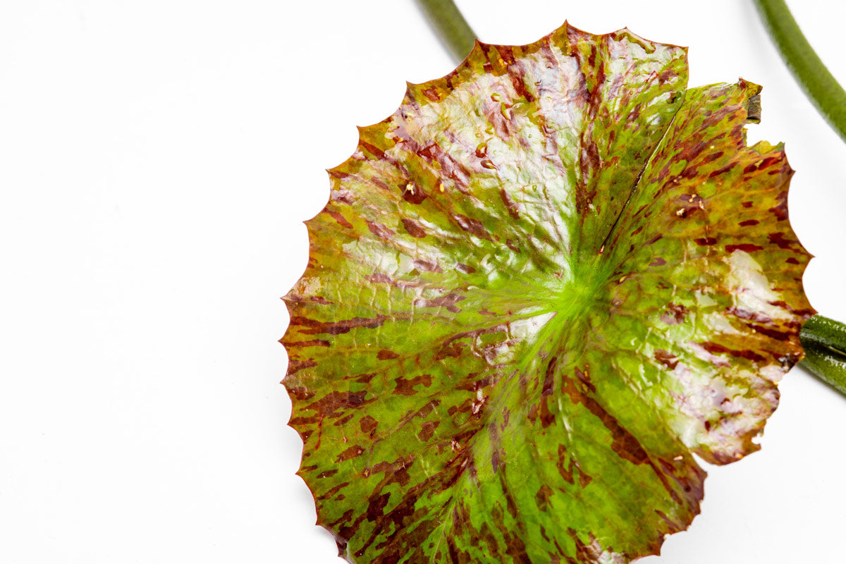 Nymphaea Zenkeri Red Tiger Lotus | Shop Healthy Live Aquarium Plants