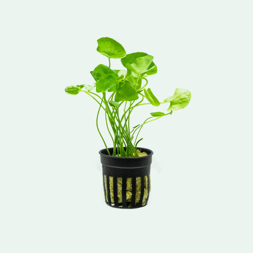 Nymphoides Hydrophylla Taiwan - Glass Aqua