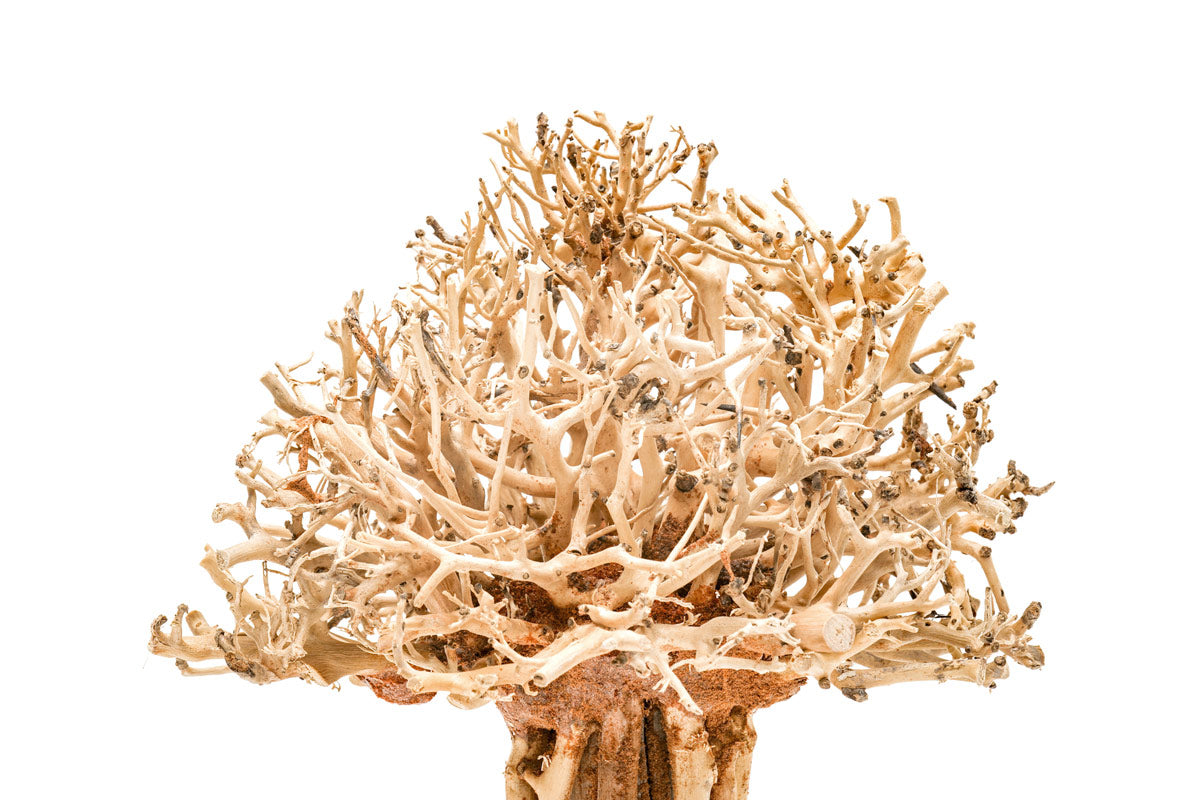 Ultum Nature Systems UNS Bonsai Tree Driftwood Aquarium Hardscape Wood 007
