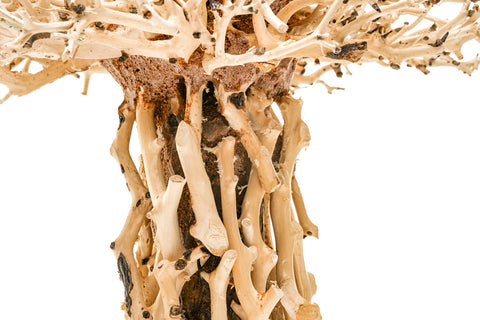 Ultum Nature Systems UNS Bonsai Tree Driftwood Aquarium Hardscape Wood 007