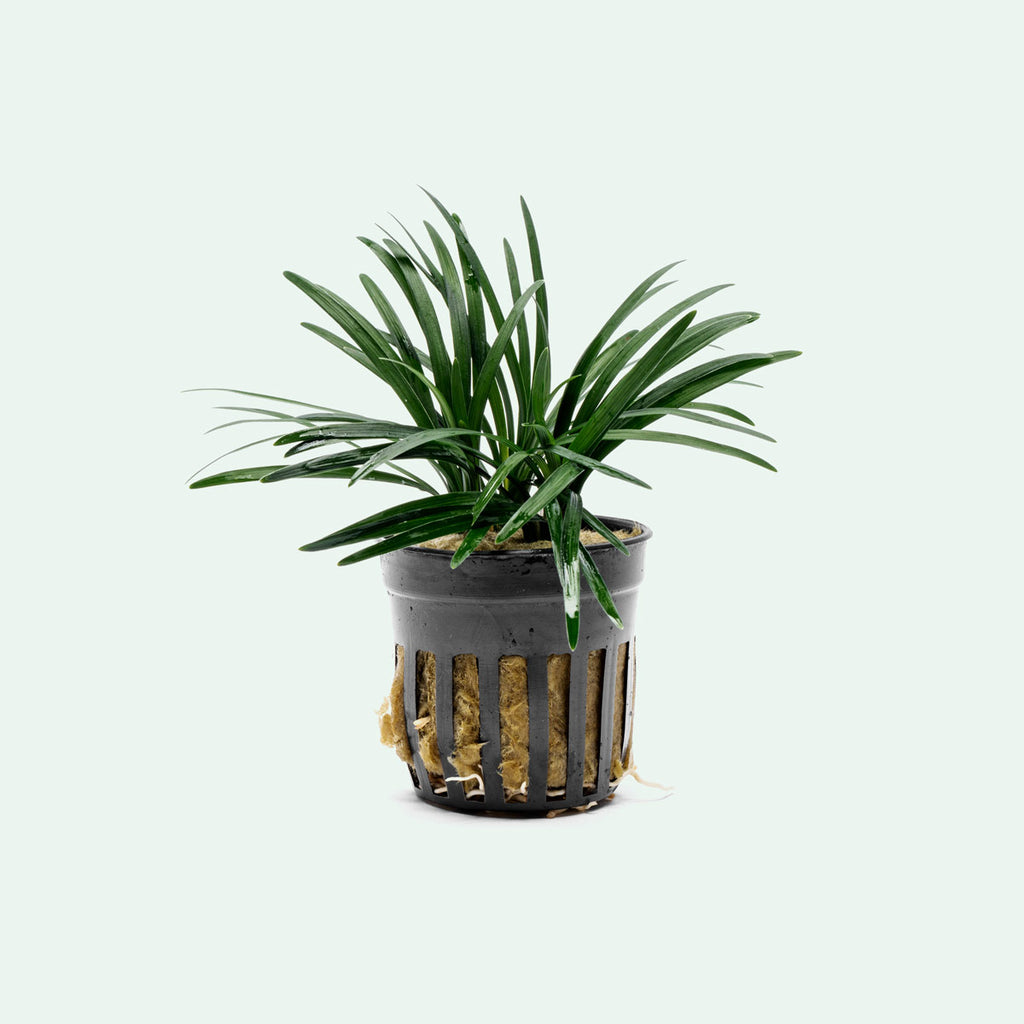 dwarf plants for terrariums Ophiopogon Pusillus Dwarf Mondo Grass