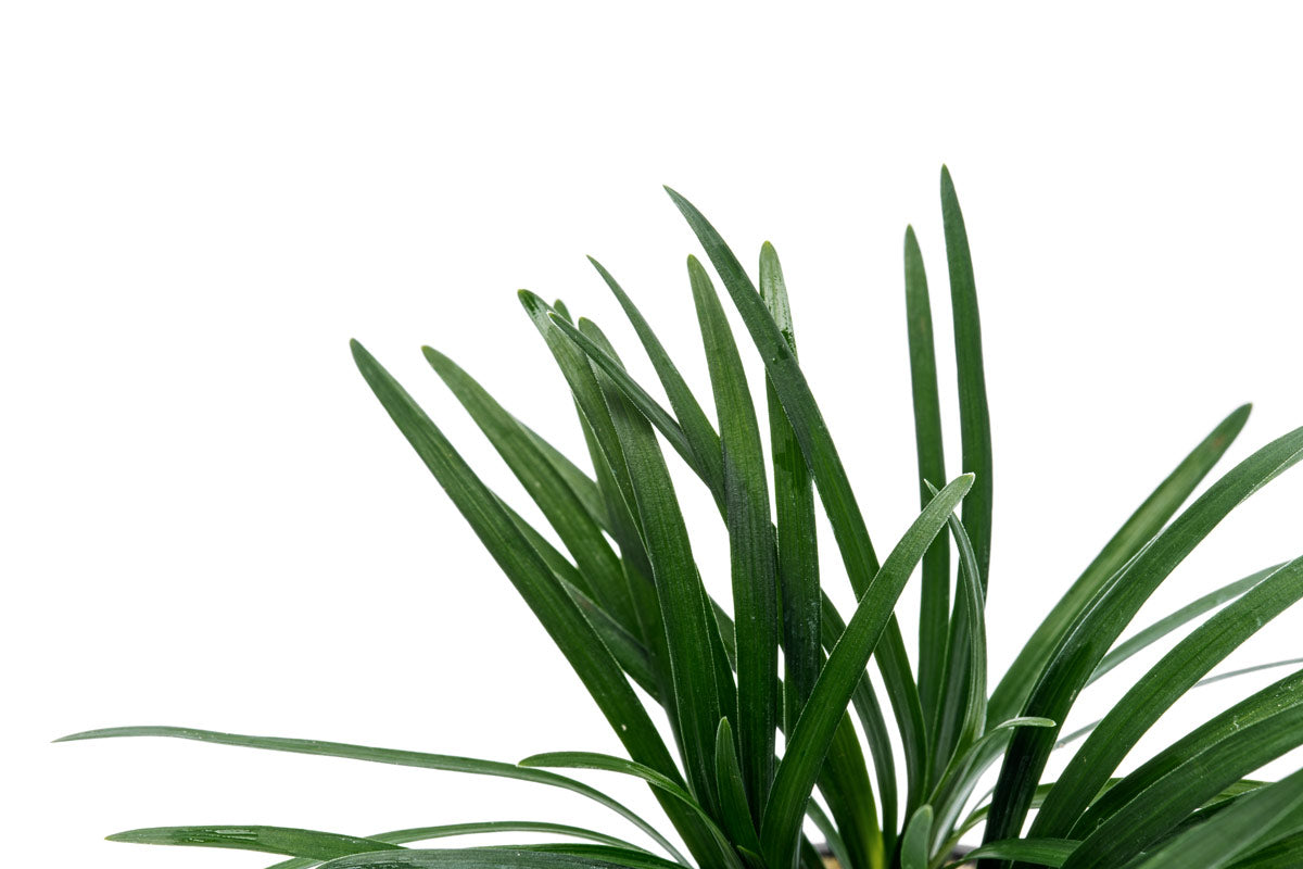 Ophiopogon Pusillus Dwarf Mondo Grass | Terrarium & Paludarium Plants