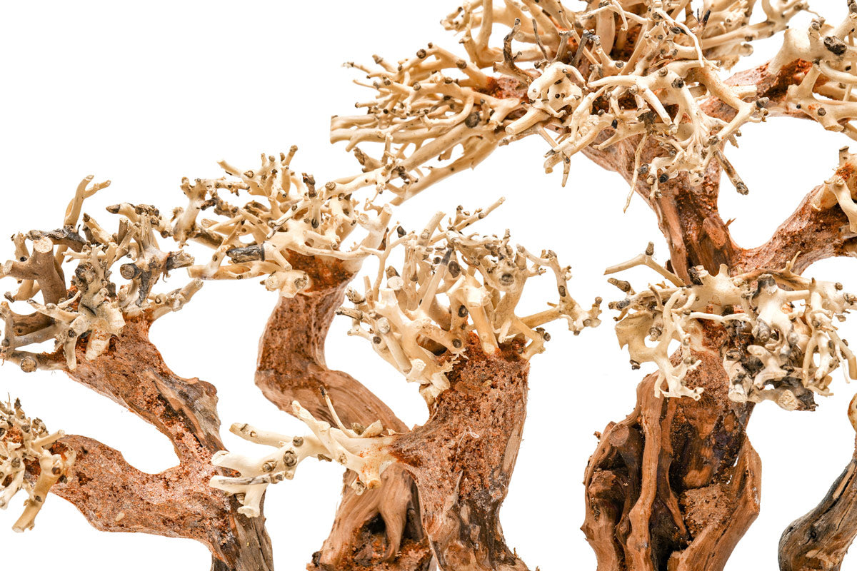 Ultum Nature Systems UNS Bonsai Tree Driftwood Aquarium Hardscape Wood 008