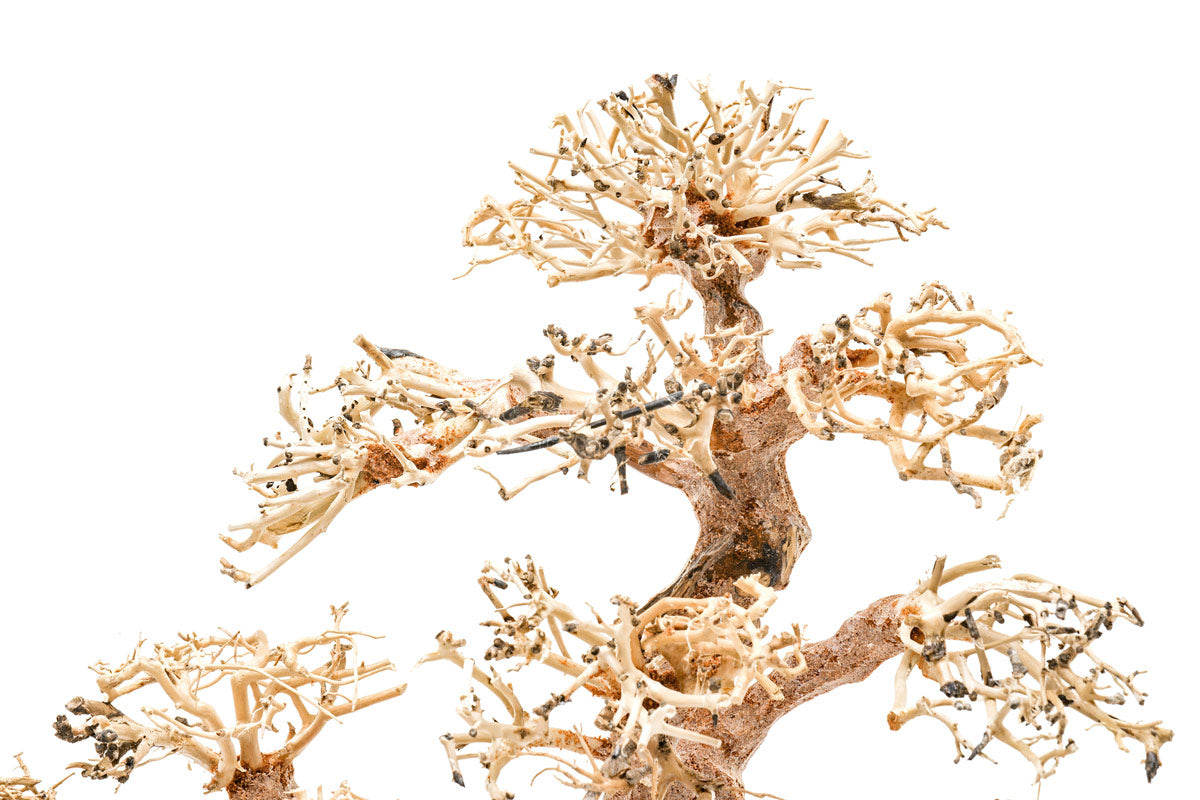 Ultum Nature Systems UNS Bonsai Tree Driftwood Aquarium Hardscape Wood 008