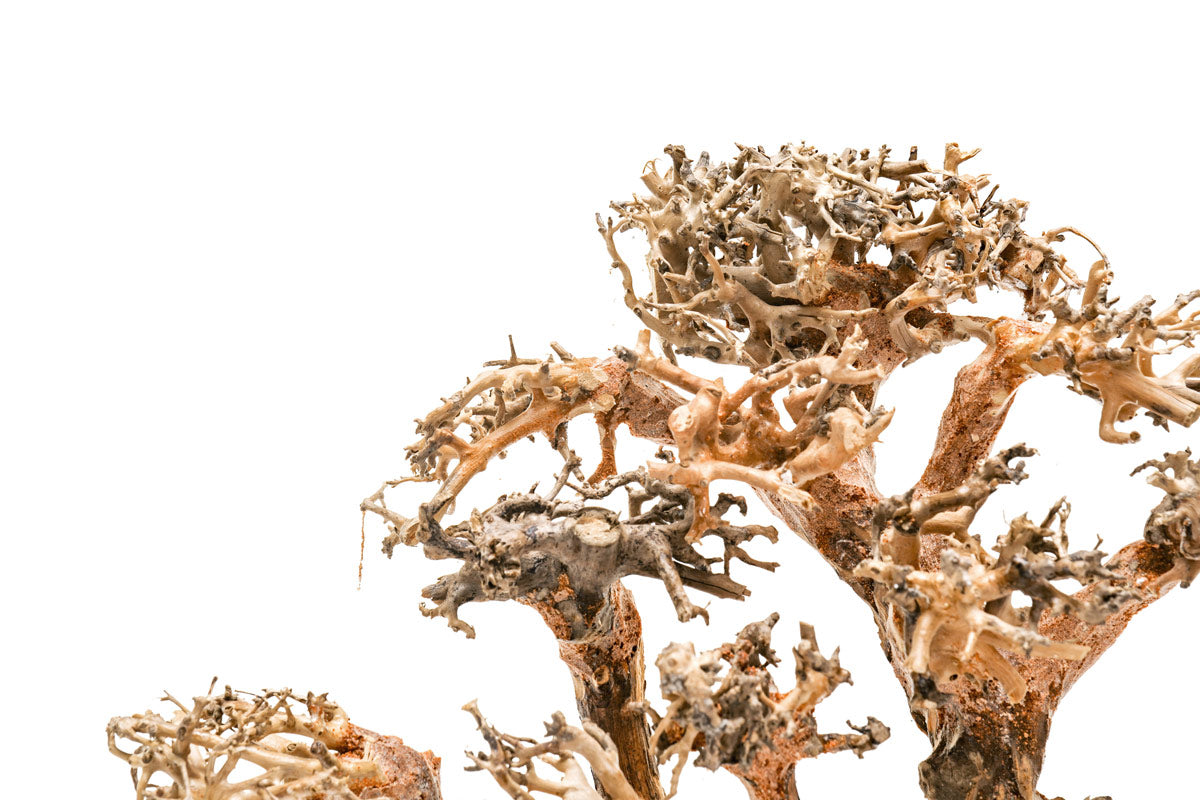 Ultum Nature Systems UNS Bonsai Tree Driftwood Aquarium Hardscape Wood 008