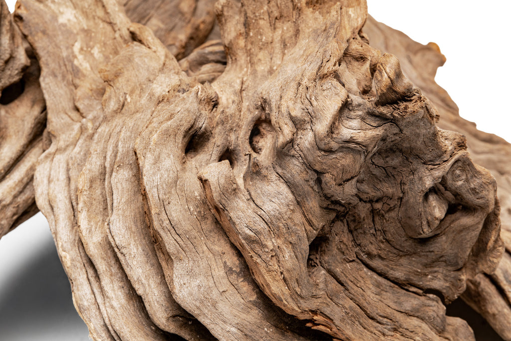 Pacific Driftwood Stump