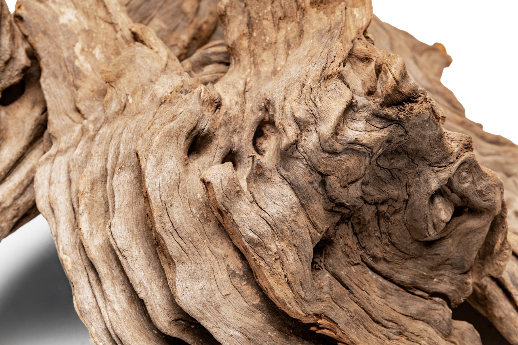 Pacific Driftwood Stump