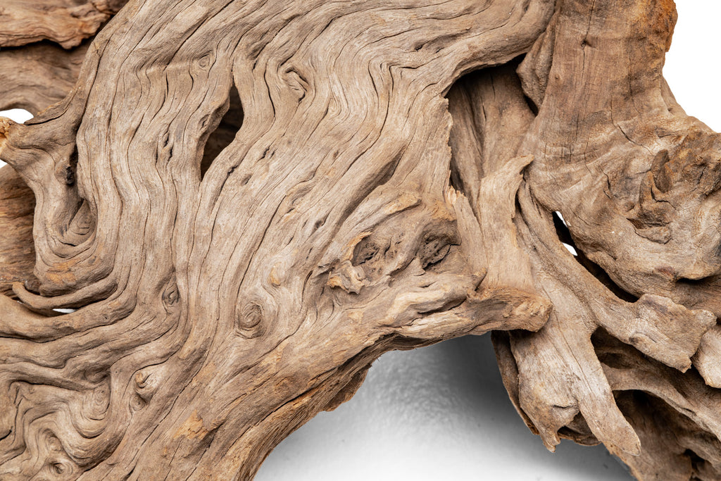 Pacific Driftwood Stump