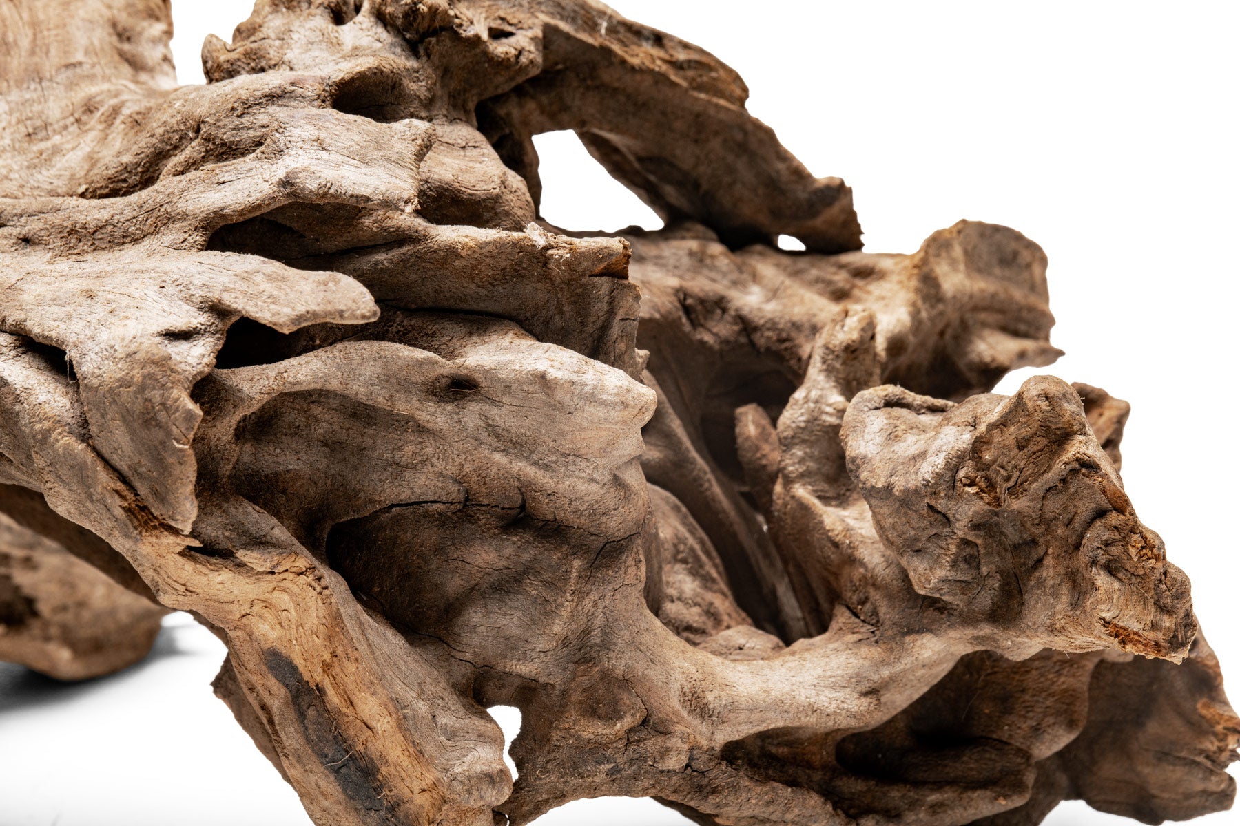 Pacific Driftwood Stump