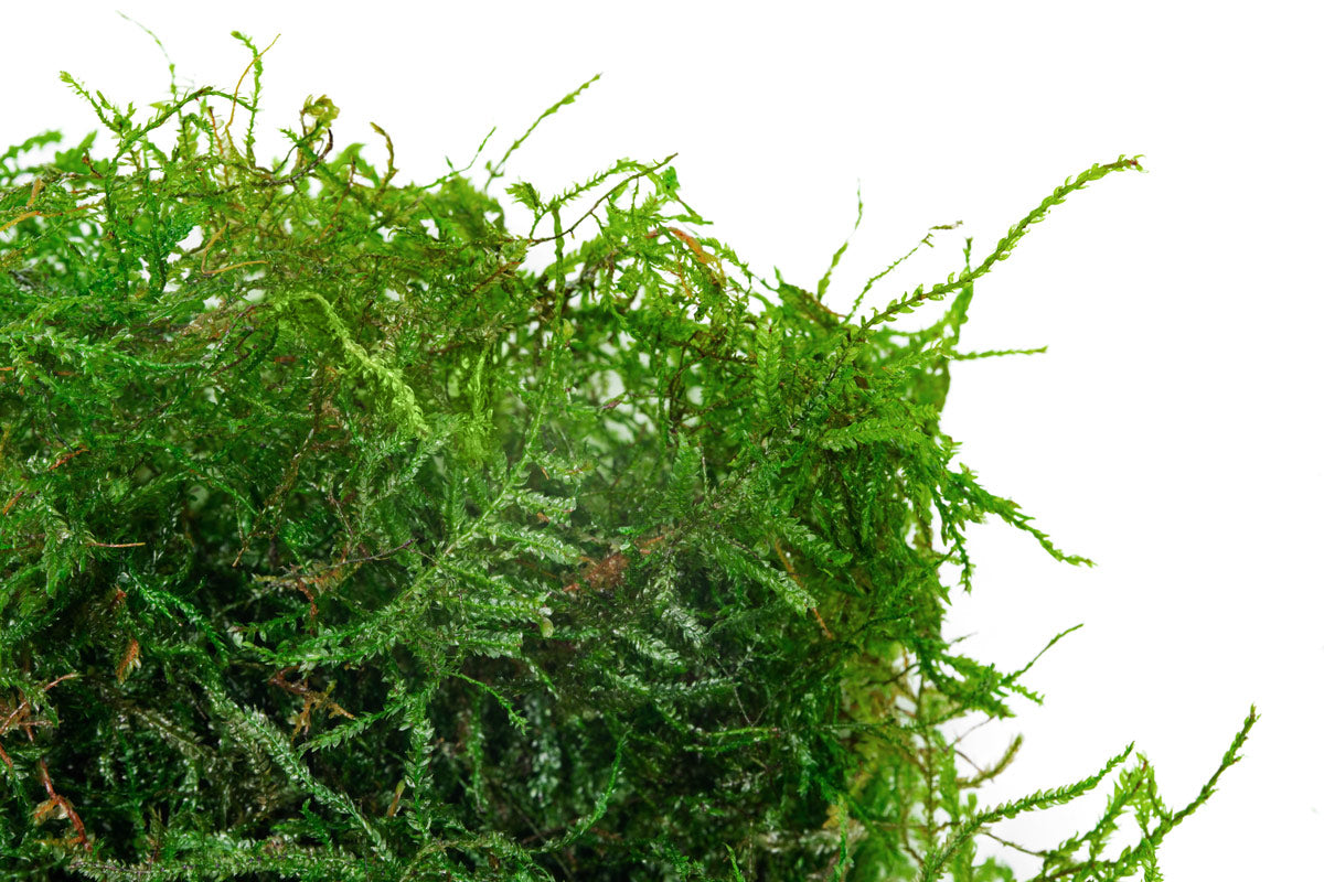 Peacock Moss - Glass Aqua