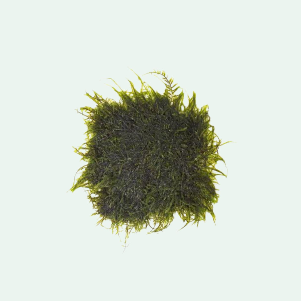 Peacock Moss live aquarium moss attached to stainless steel mesh for planted aquariums