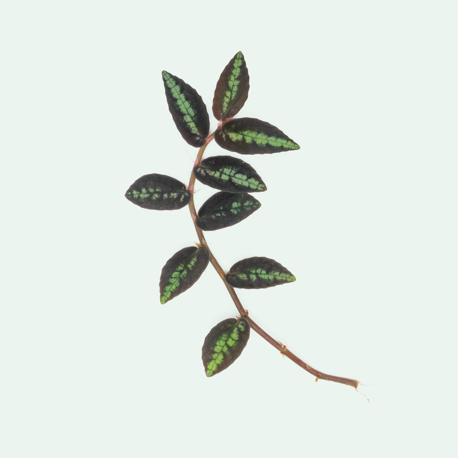 Pellionia Repens Watermelon Begonia Shingling Terrarium Plant