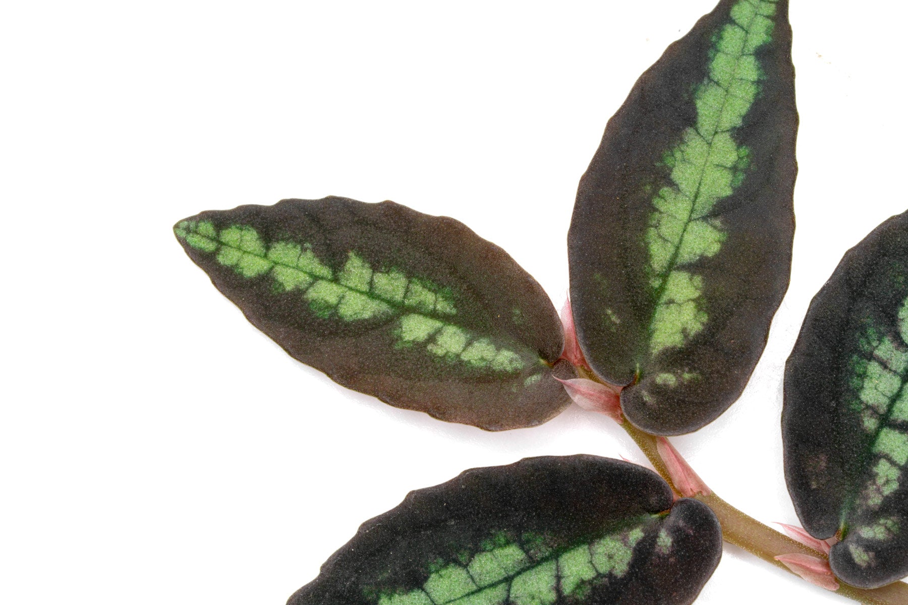 Close Up of Pellionia Repens Vining Plant for Terrariums and Paludariums