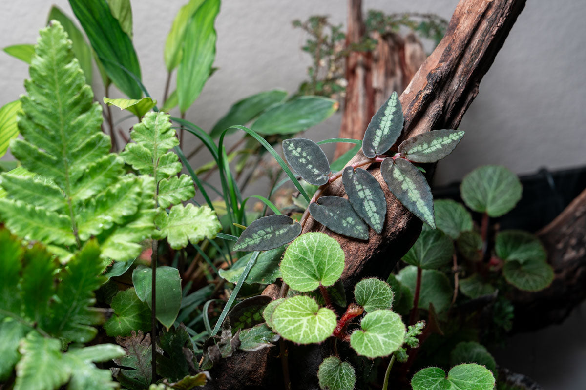 Pellionia Repens Watermelon Begonia Vining Plant in UNS 75S Shallow Hybrid Planted Paludarium Tank