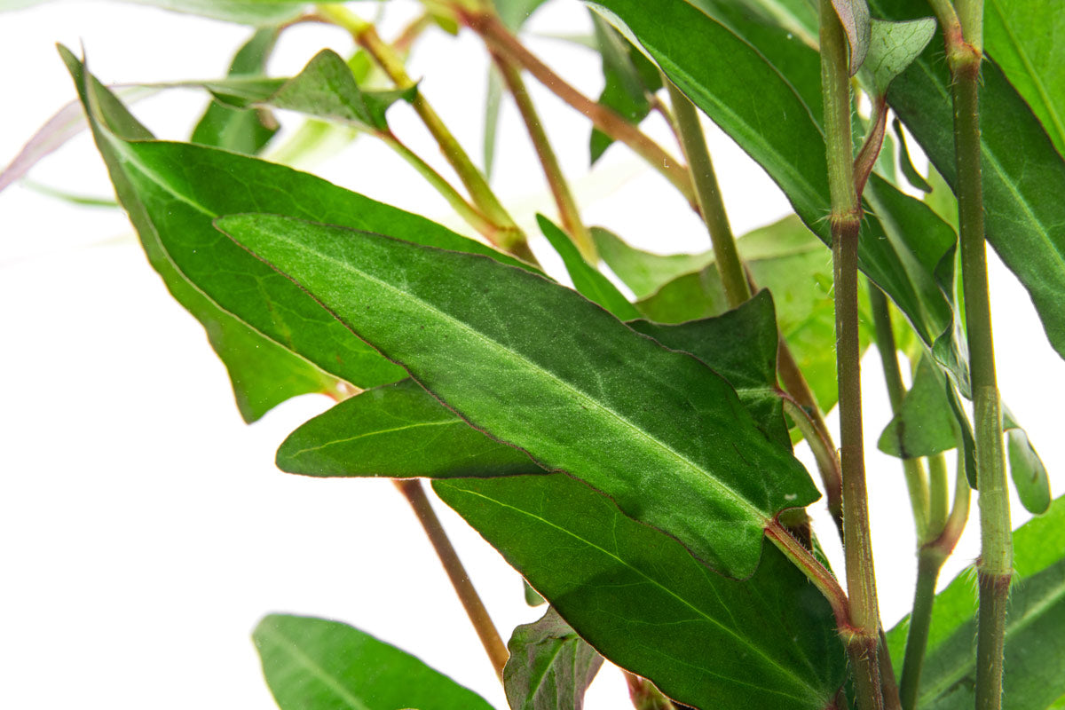 Persicaria Praetermissa bunched aquarium terrarium stem plant for planted tanks