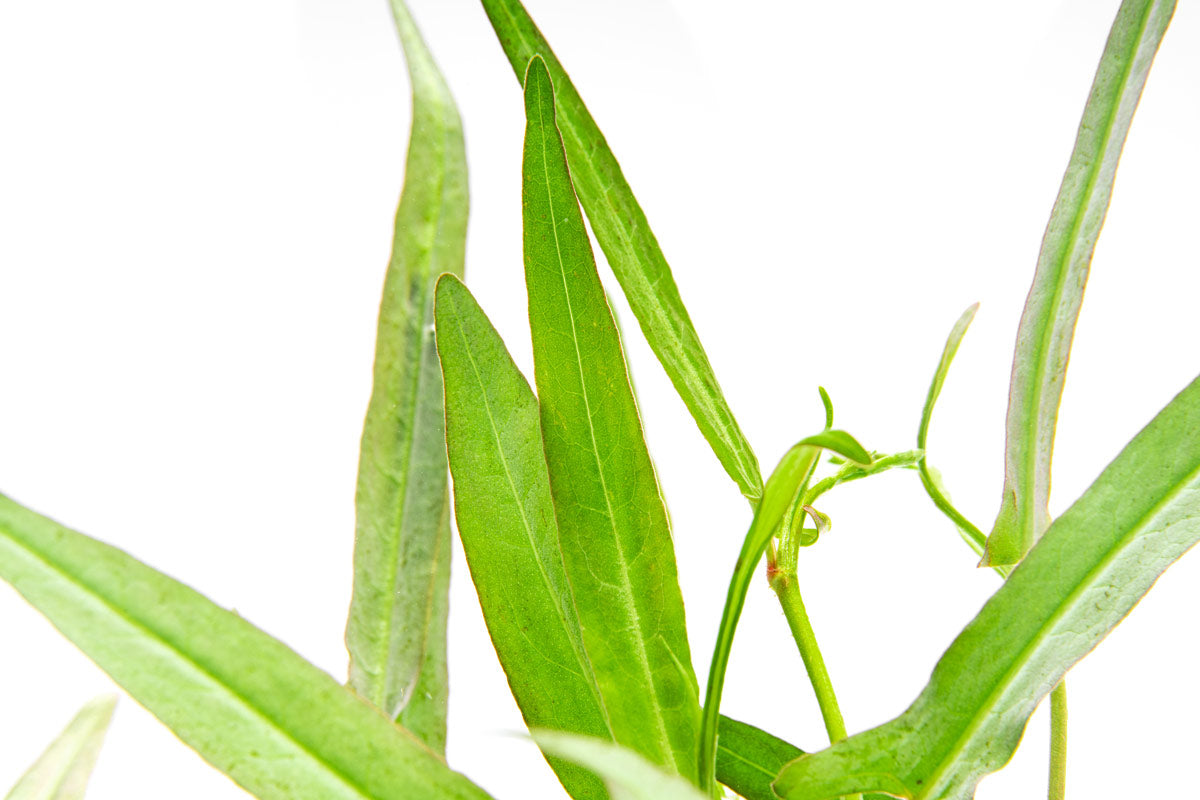 Persicaria Praetermissa bunched aquarium terrarium stem plant for planted tanks