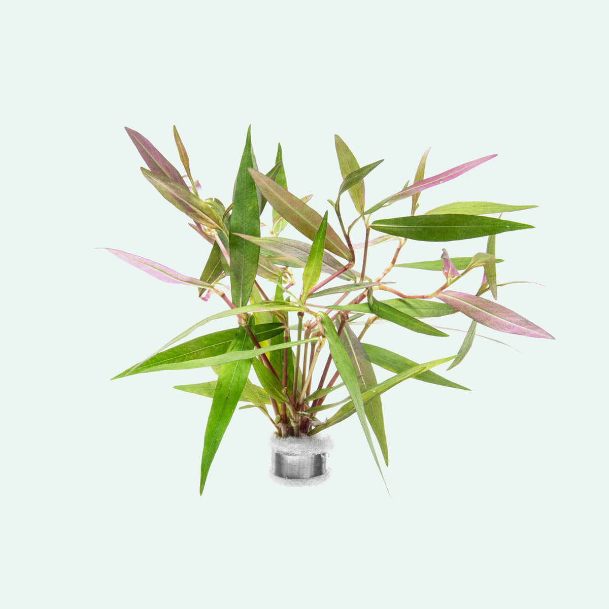 Persicaria hydropiper bamboo like plant for aquascaping, wabi kusa and planted tanks