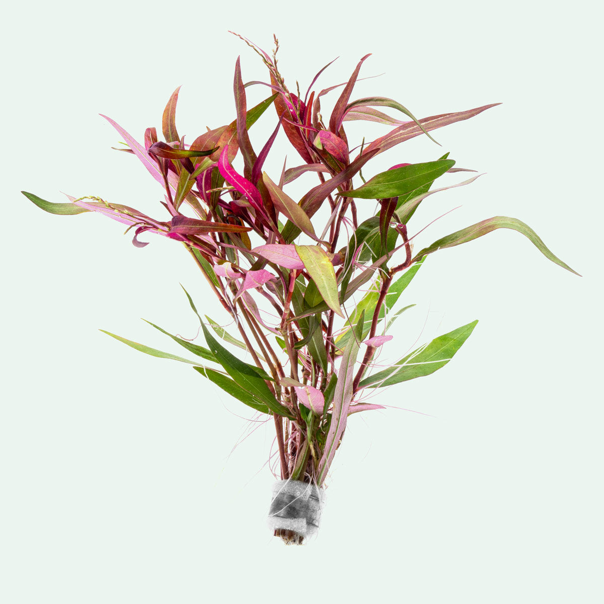 Persicaria hydropiper bamboo like plant for aquascaping, wabi kusa and planted tanks