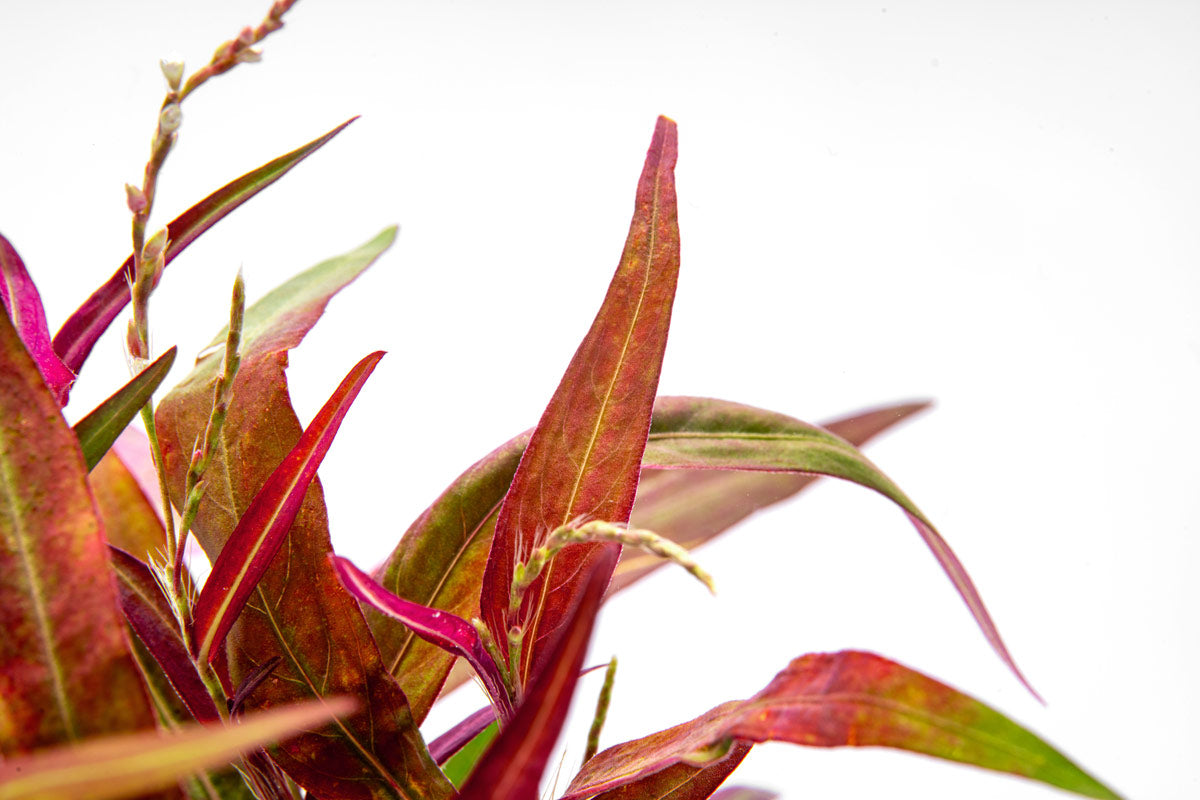 Close-up of a red stem plant for aquascaping, wabi kusa and planted tanks