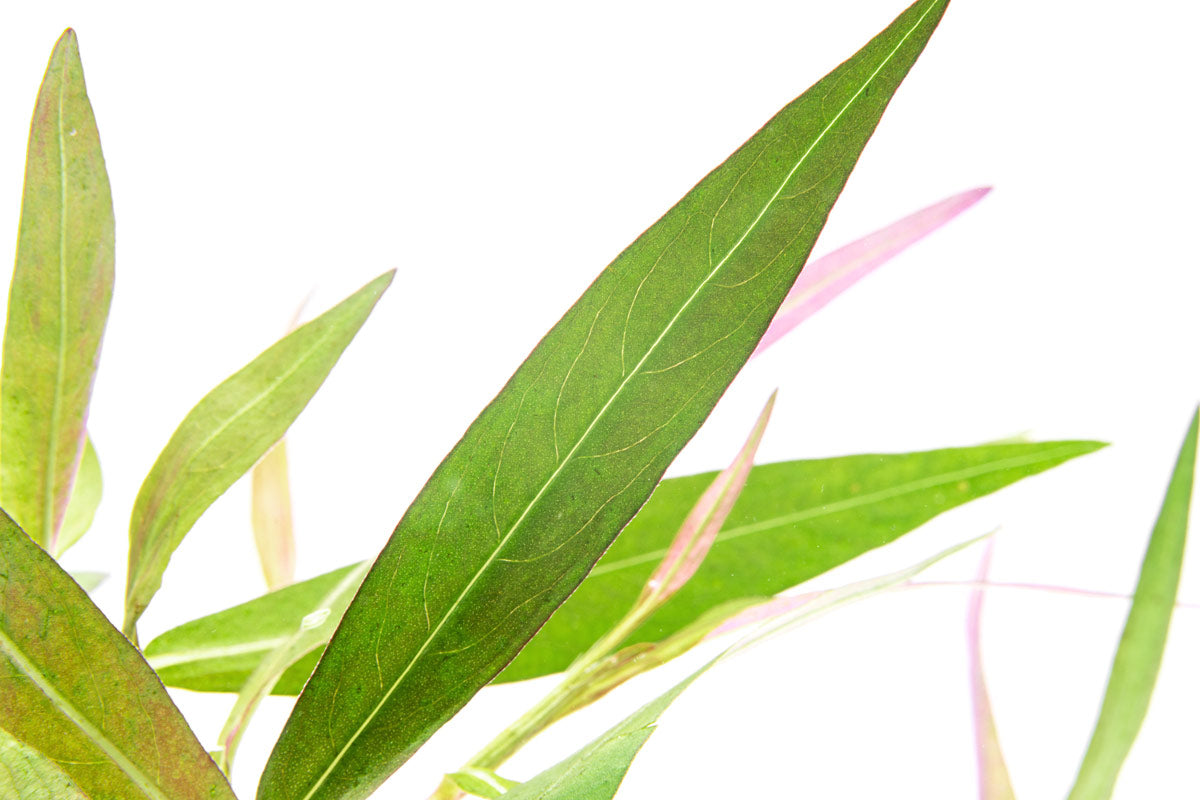 Close-up of Persicaria hydropiper bamboo like plant for aquascaping, wabi kusa and planted tanks