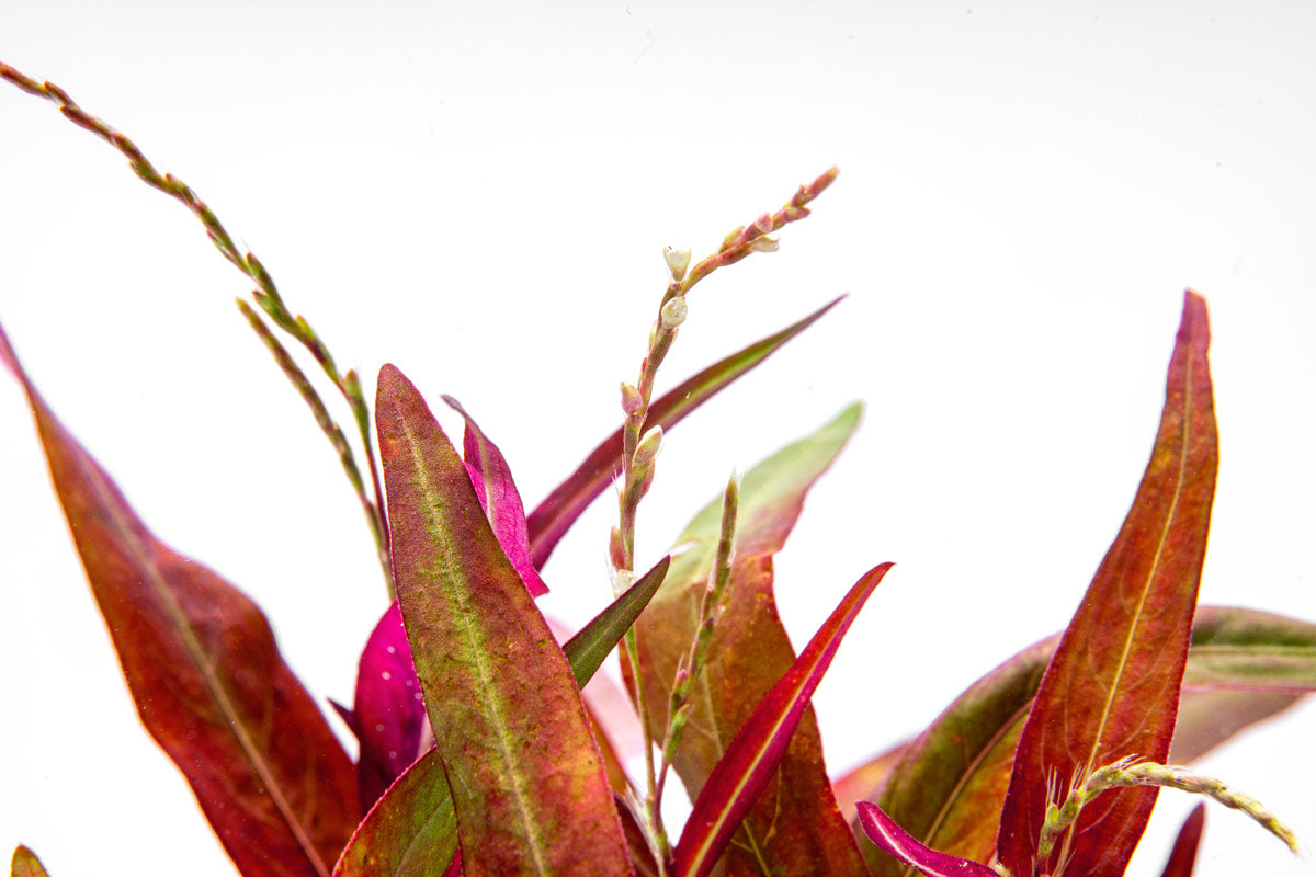 Close-up of Persicaria hydropiper bamboo like plant for aquascaping, wabi kusa and planted tanks