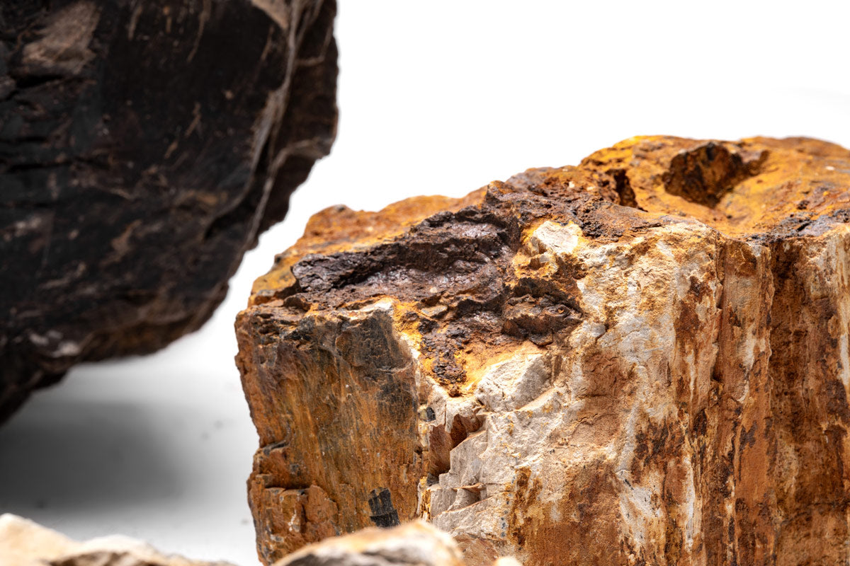 Petrified Wood Stone - Glass Aqua
