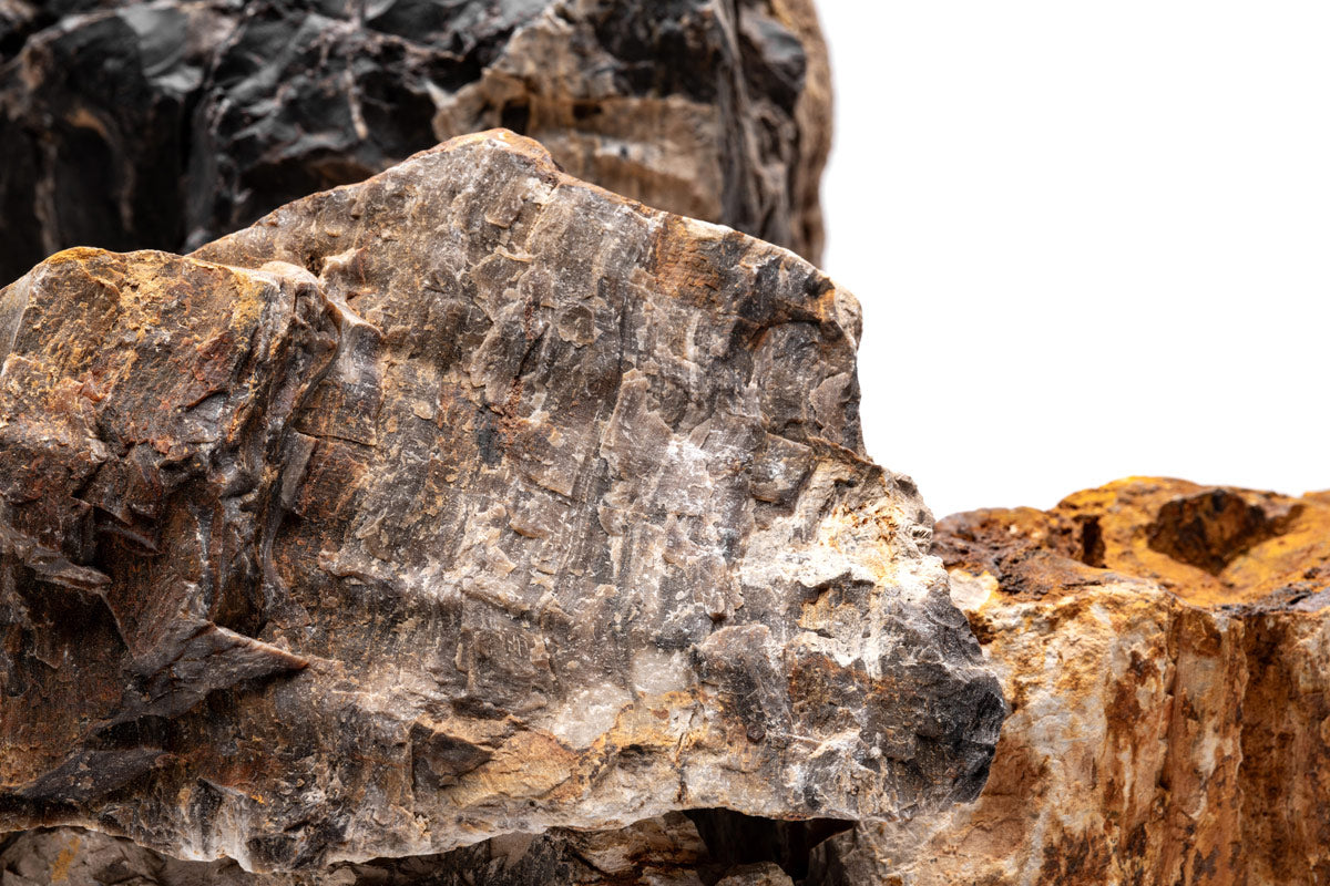 Petrified Wood Stone - Glass Aqua