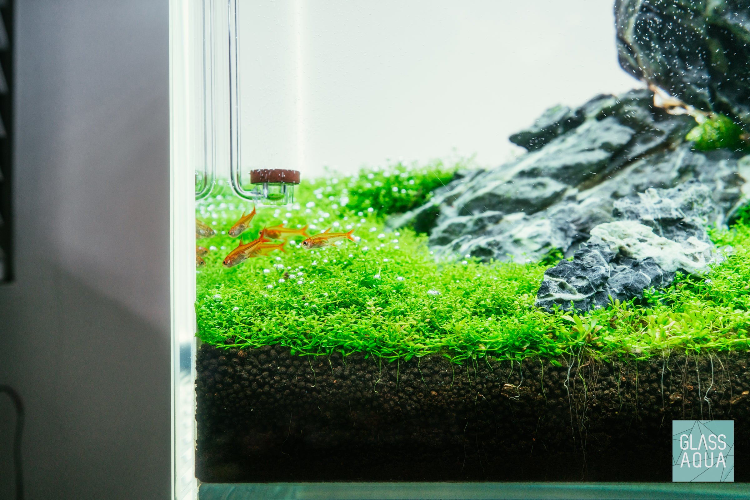 花筏　NＴ-51 Green Cliffs - ADA 60P Iwagumi | Glass Aqua