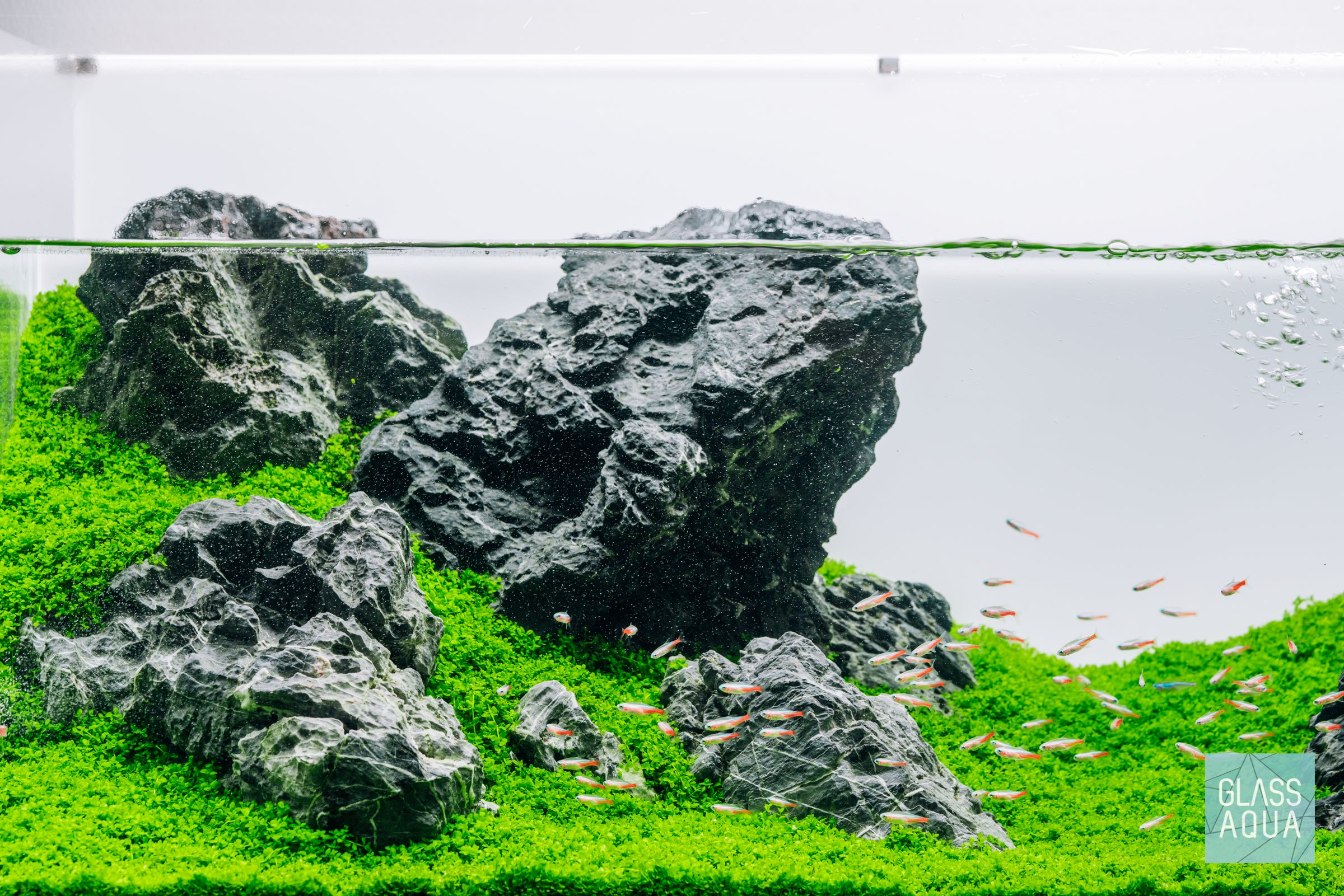 ADA 90P Iwagumi aquascape with monte carlo, good filtration and tropical schooling fish