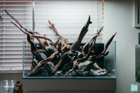 Rainforest Mist - Ultum Nature Systems 75S shallow planted aquarium hardscape layout