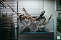 Rainforest Mist - Ultum Nature Systems 75S shallow rimless aquarium hardscape layout
