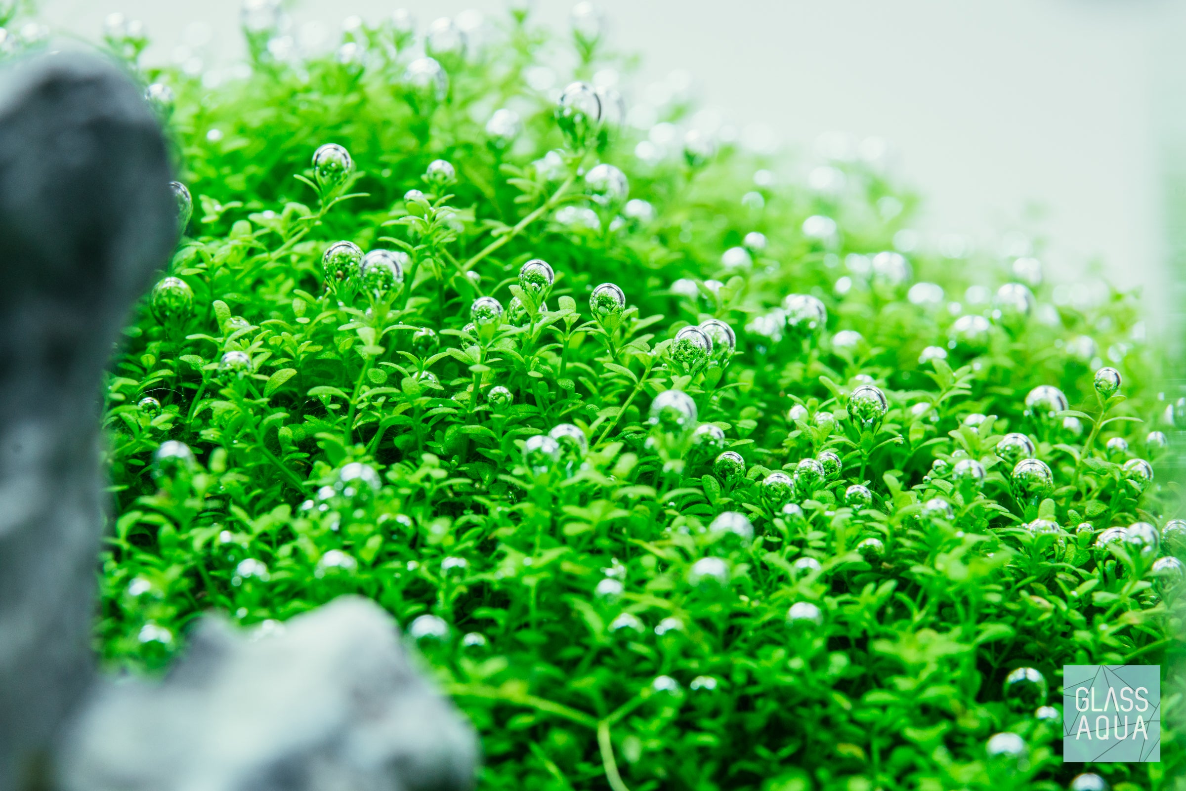 Green Cliffs - ADA 60P Iwagumi | Glass Aqua