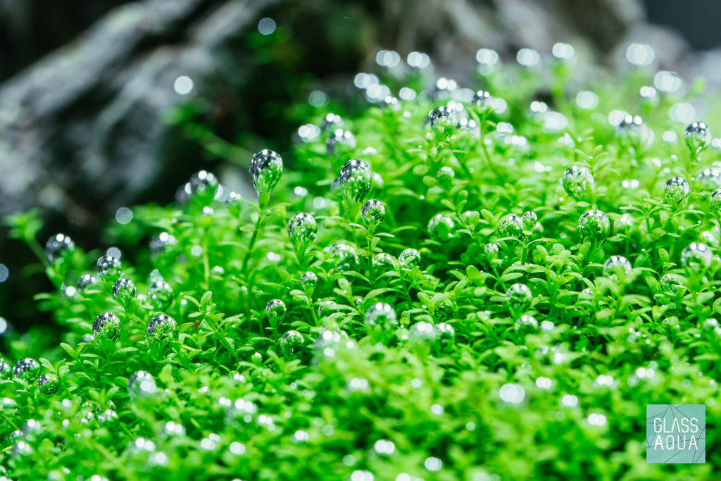 UNS Pro Check Valve - Glass Aqua